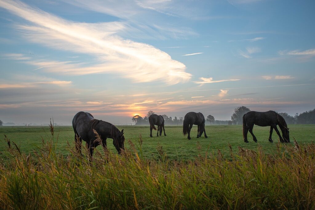 B&B Eik & Els Friese Paarden