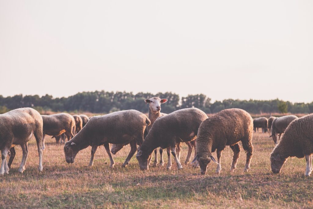 B&B Eik & Els Schapen