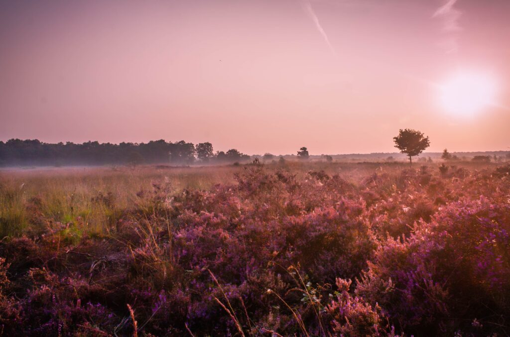 B&B Eik & Els Heide