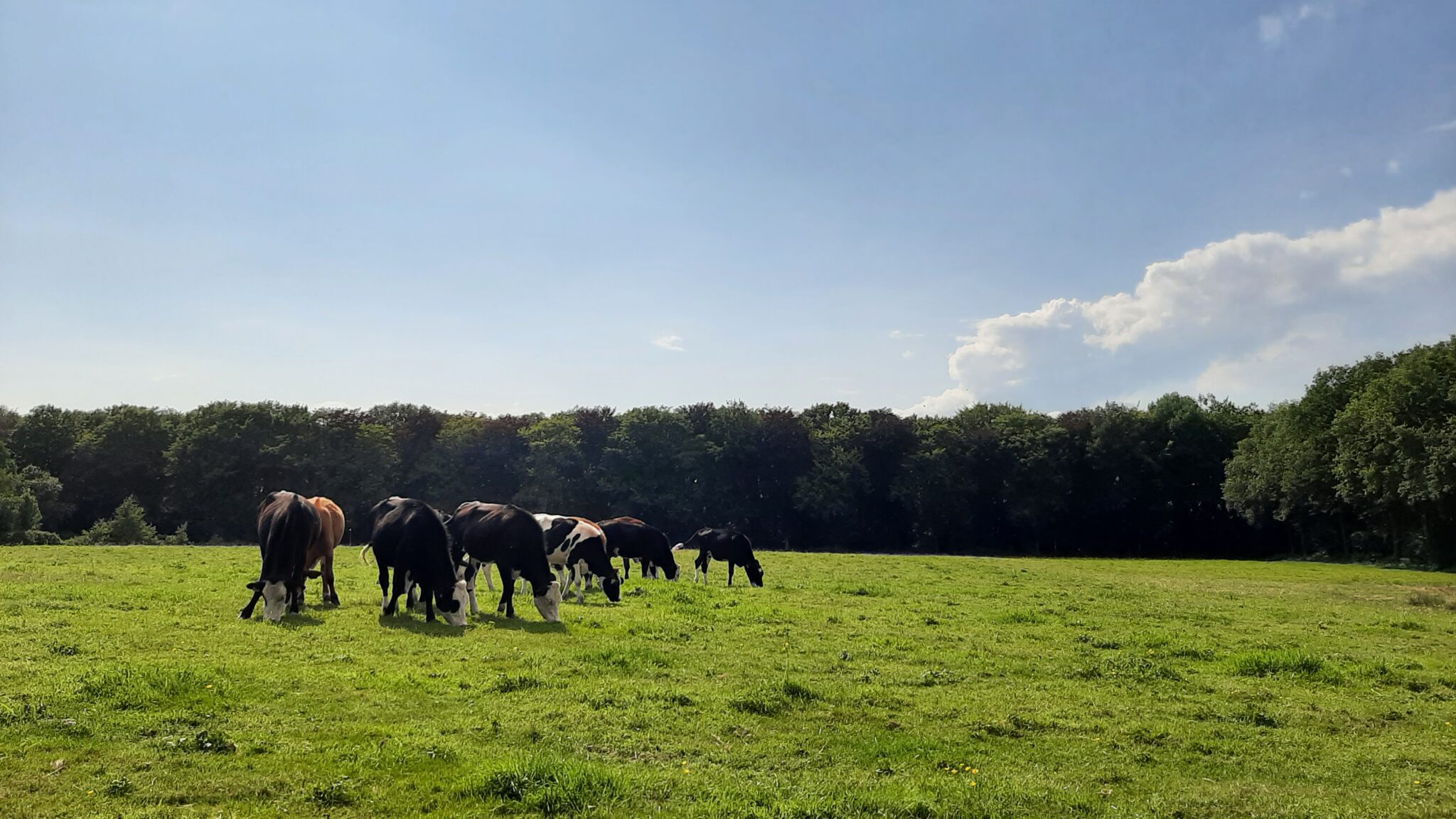 natuur koeien grazen