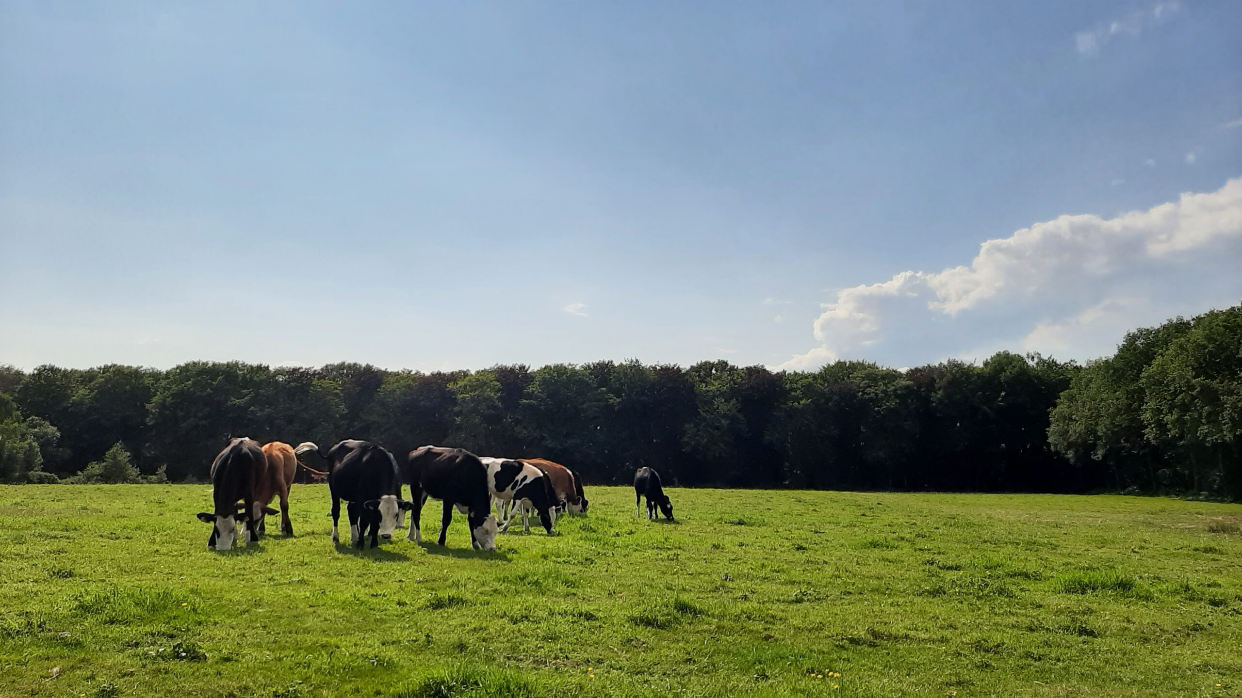 natuur koeien grazen weiland