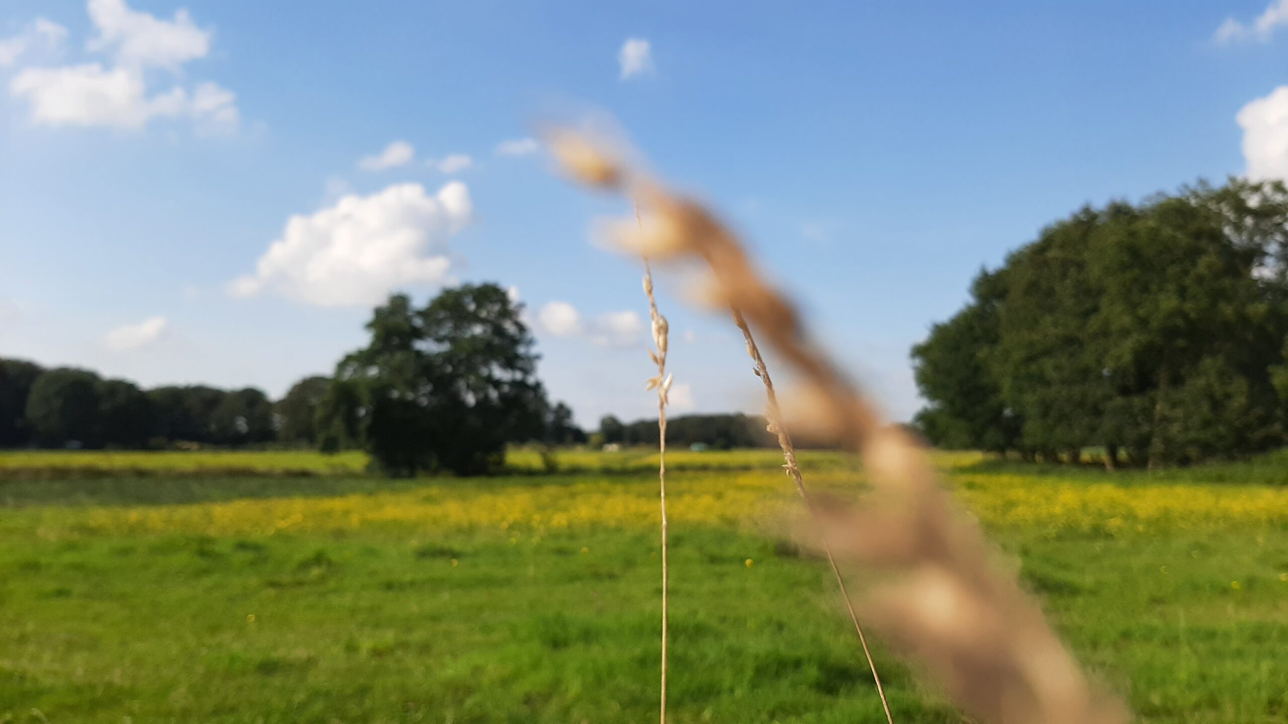 natuur weiland spriet