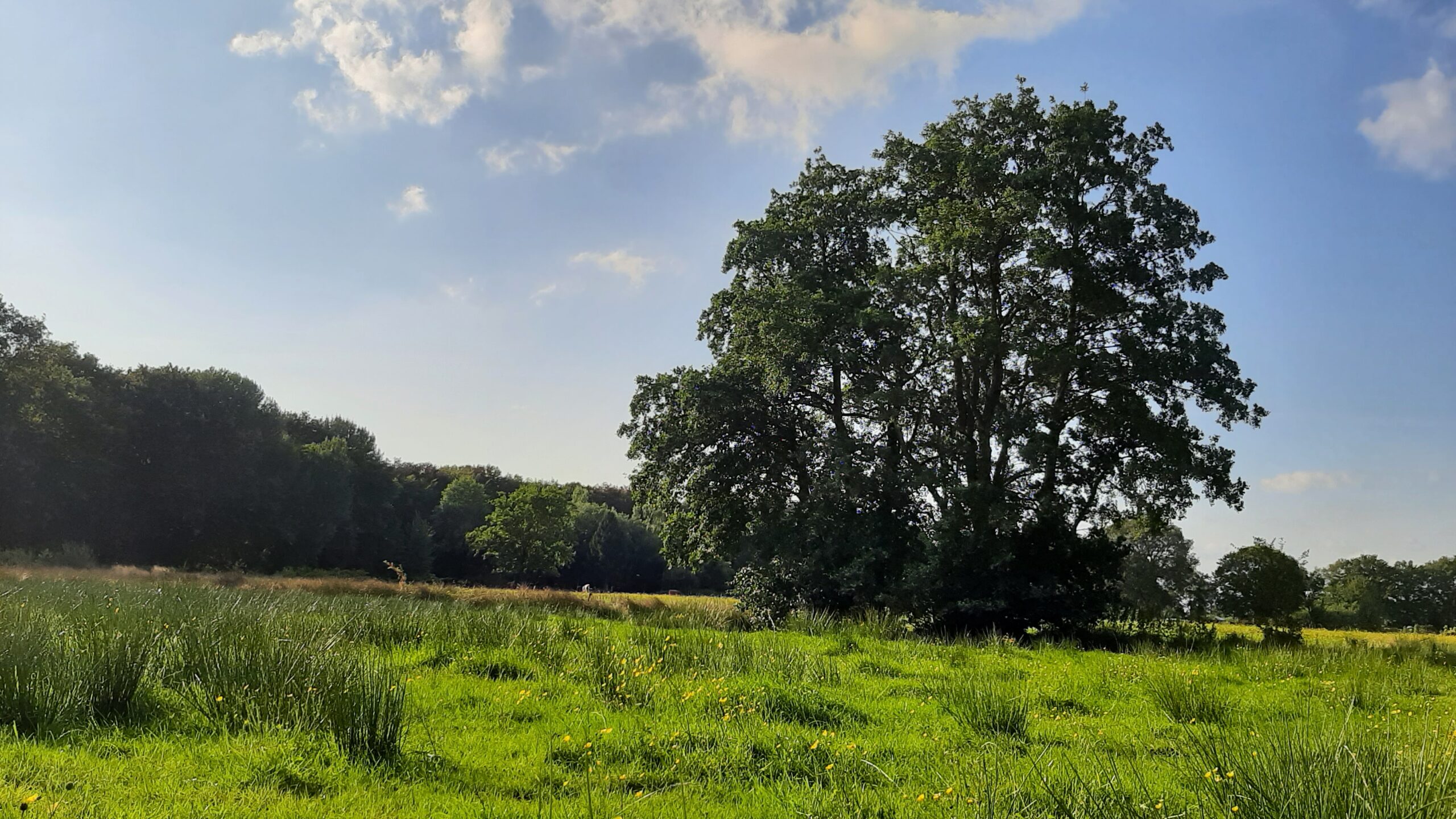 natuur boom els