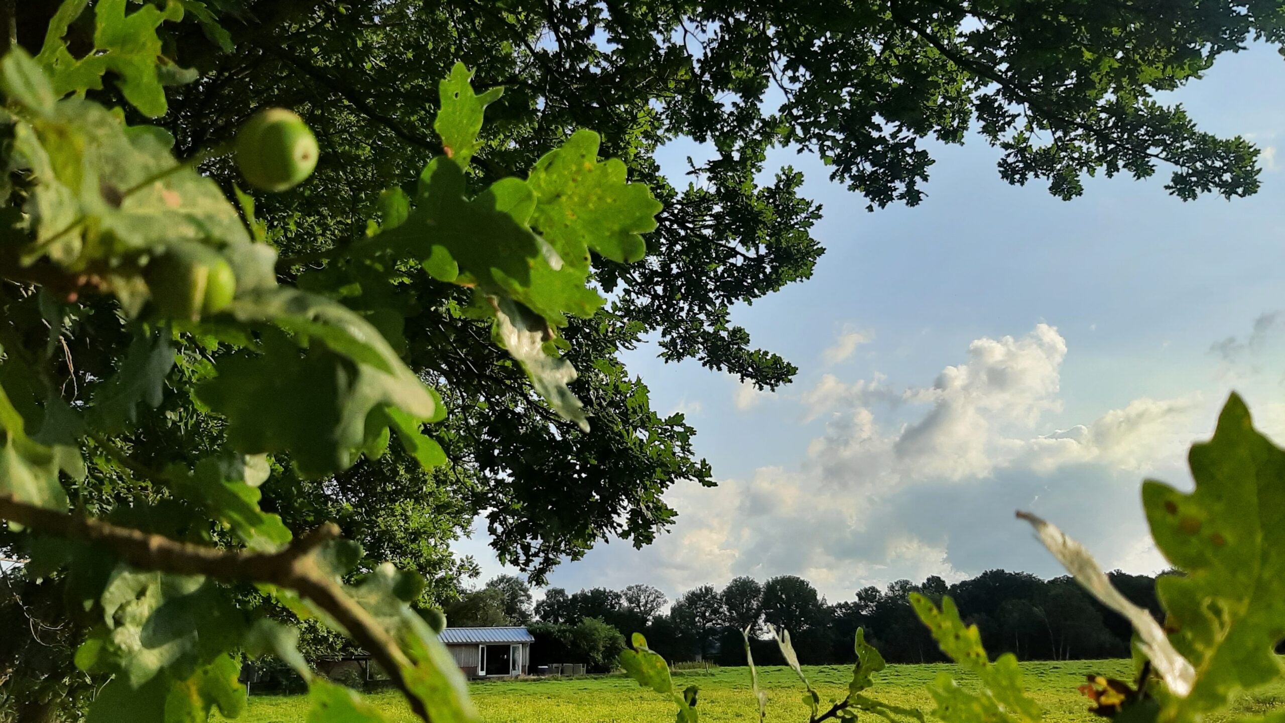 eikeltje natuur