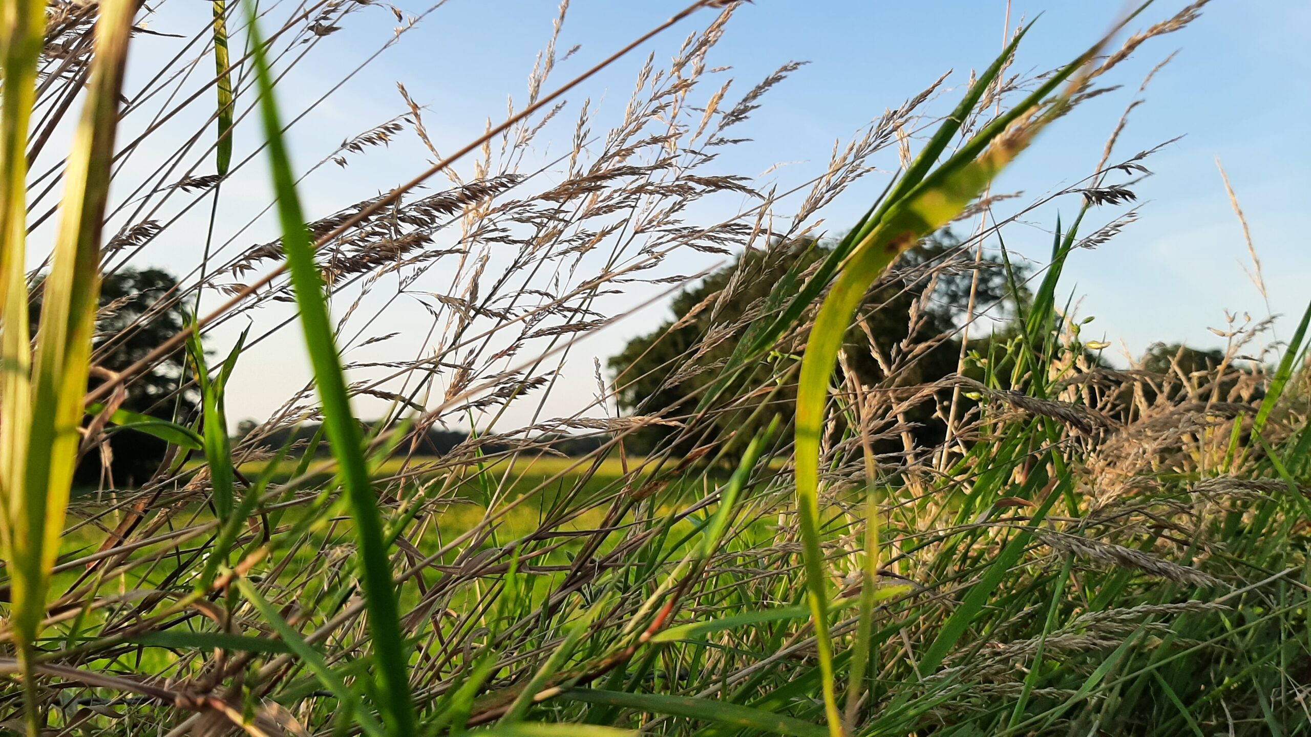 natuur grasland ingezoomd