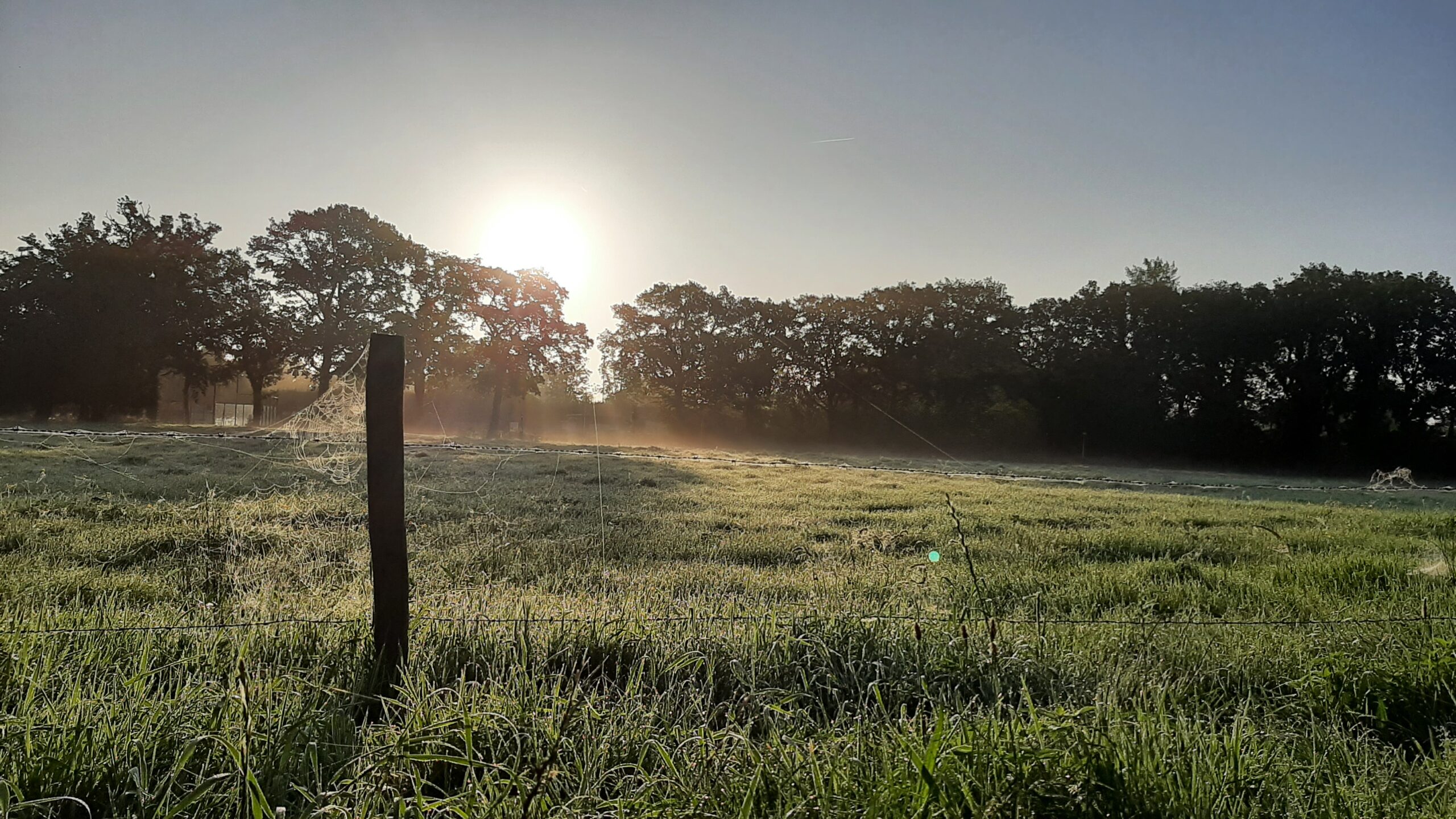 natuur zonsopkomst dauw spinnenweb